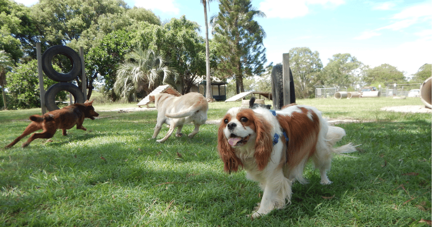The Best Dog Park in Kamloops, as voted by you!