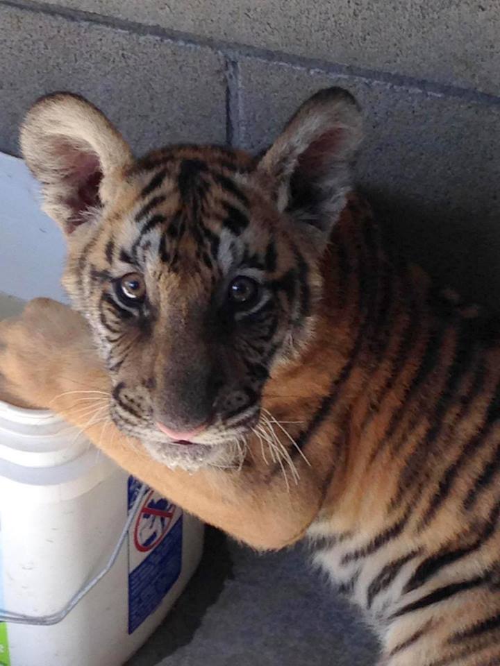 This tiger was found declawed and alone in Southern California. (Photo Credit: Ramona Humane Society Facebook)