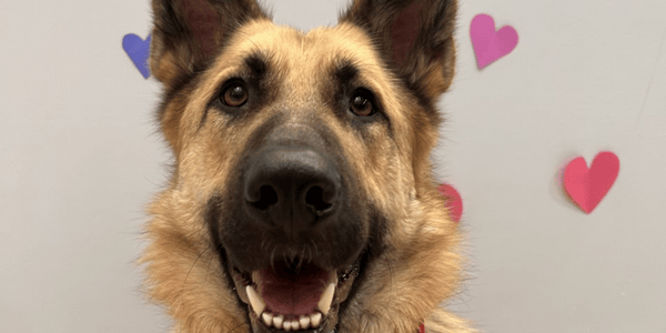 BC SPCA offering 50% off adoptions this month
