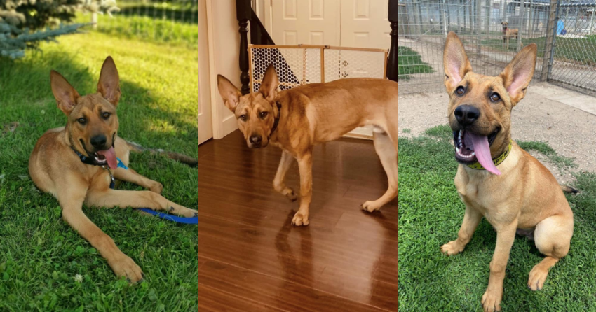 <who>Paws It Forward