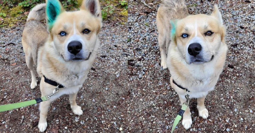 Furever Home Finder: Pierogi