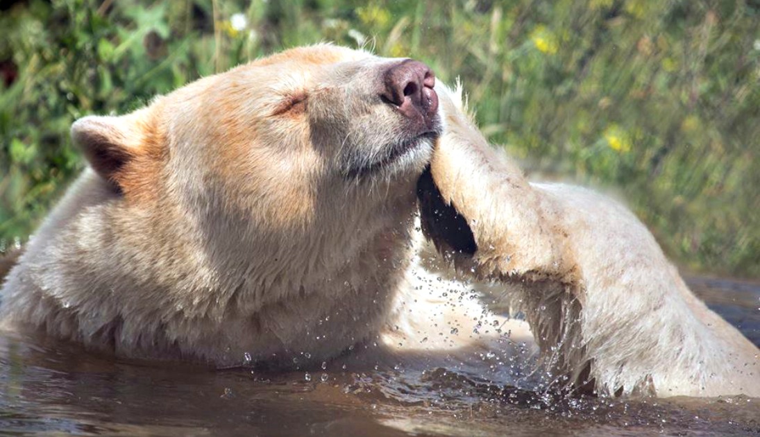 Spirit Bear Is Getting the Swankiest Home in Kamloops