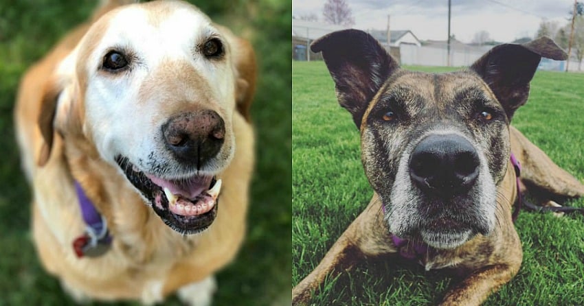 Celebrate your pets life during Senior Month
