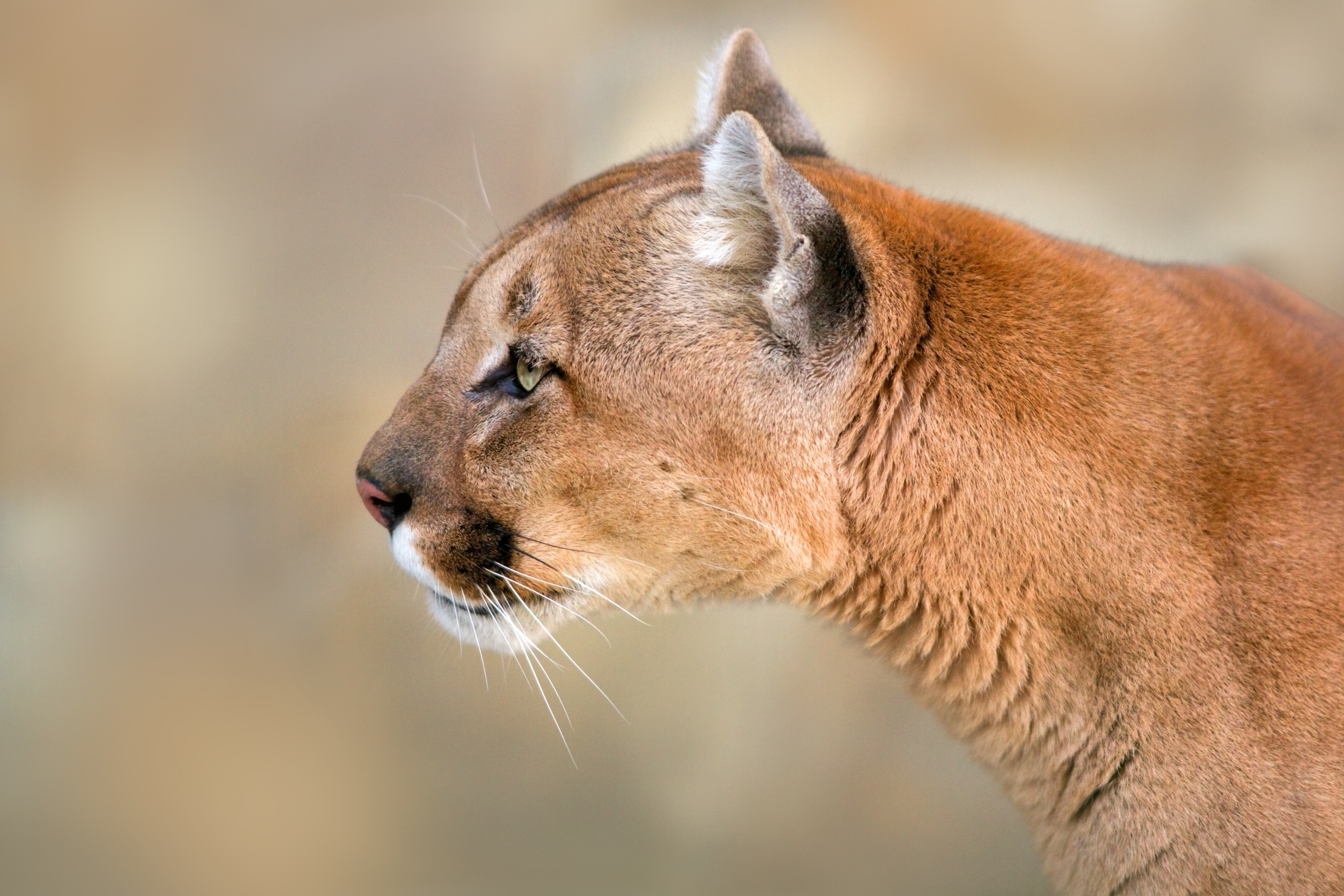 Colwood residents warned after cougar sighting