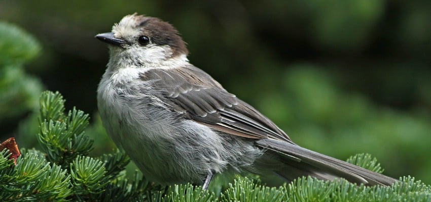 Gray jay named Canada's national bird