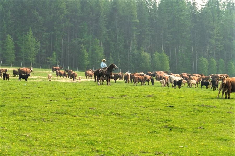 </who>'Yellowstone North of 49' is a 73,670-acres working cattle ranch.