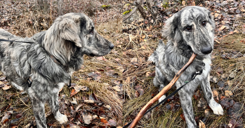 Furever Home Finder: Pluto