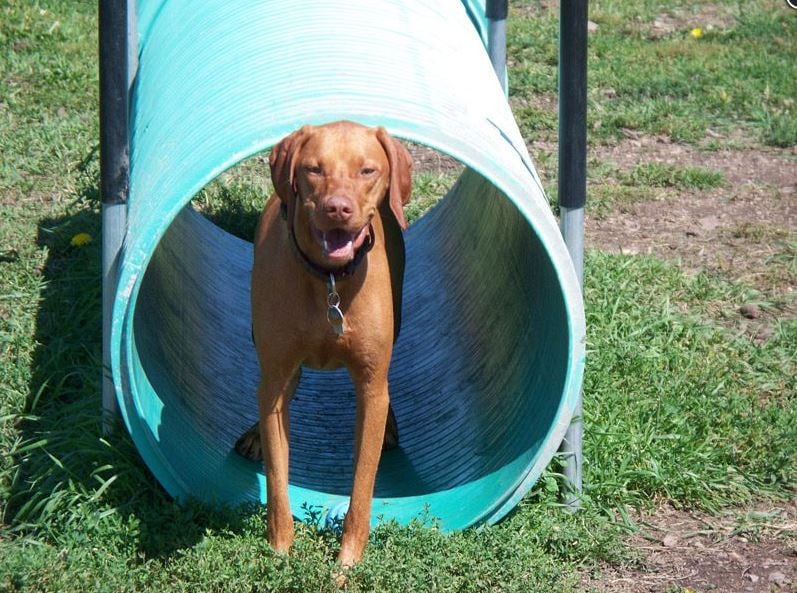 <who> Photo Credit: Bark n' Fly </who>