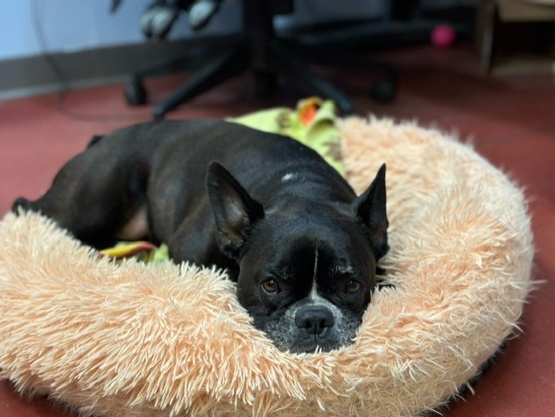 Furever Home Finder: Ruby