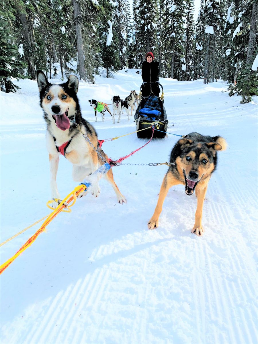 </who>The dogs are always excited to run and pull.