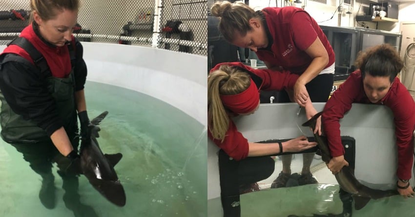 <who>Photo Credit: Ocean Wise</who> Vet team caring for the rescued dogfish at Vancouver Aquarium. 