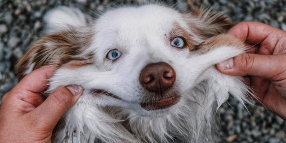 PHOTOS: Woof Wednesday Vol.25