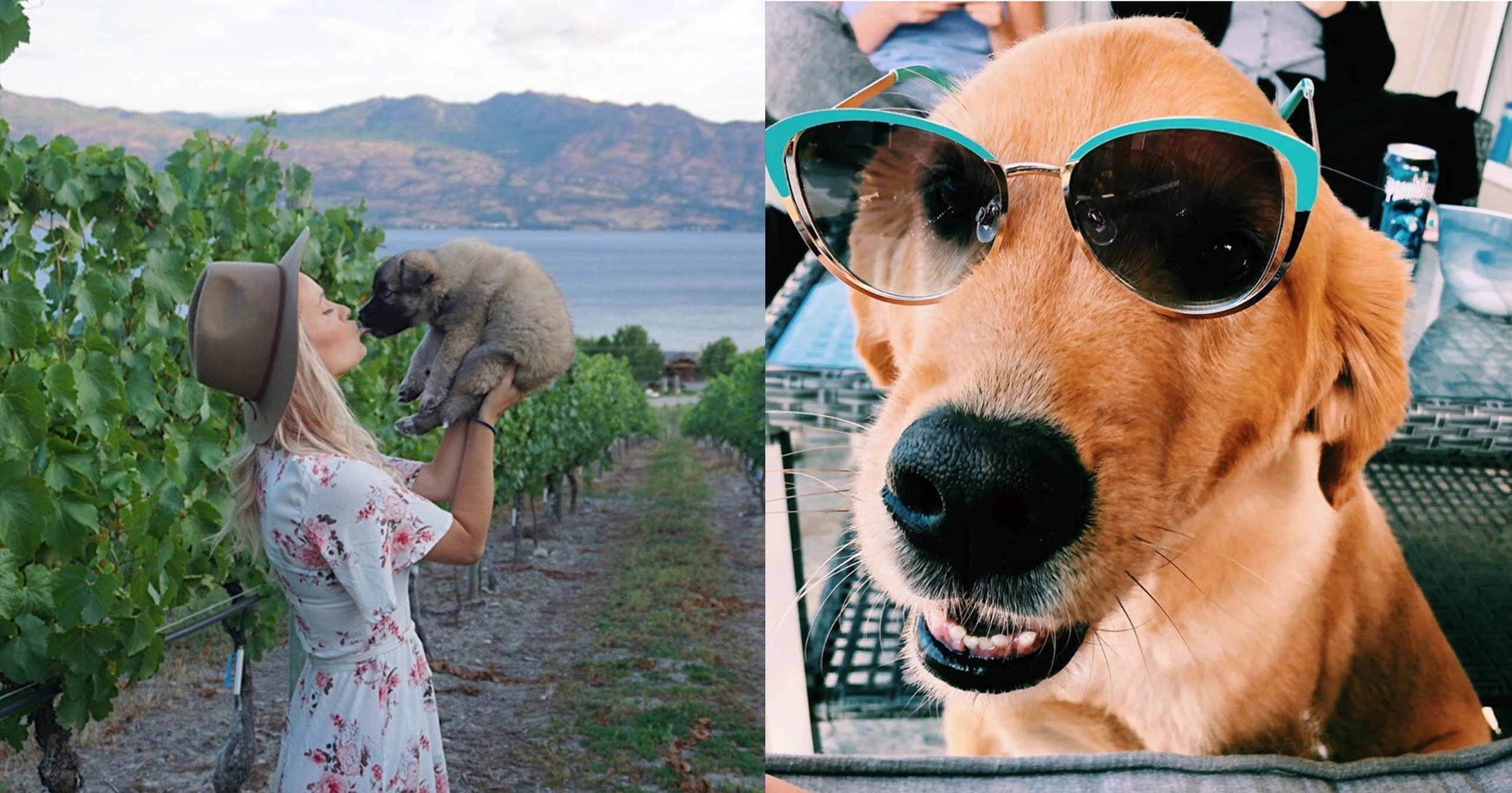 Woof Wednesday Vol. 35