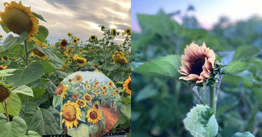 You can frolic through the sunflowers at this festival in Greater Victoria