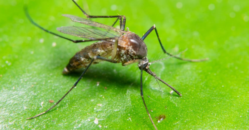 CRD performing mosquito abatement at Island View Beach