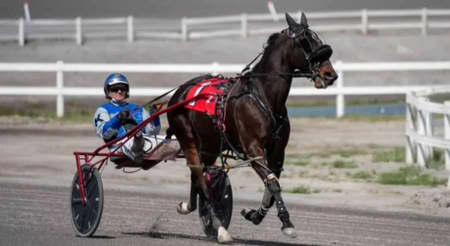 Harness racer dies in ‘multi-horse collision’ at Okanagan racetrack