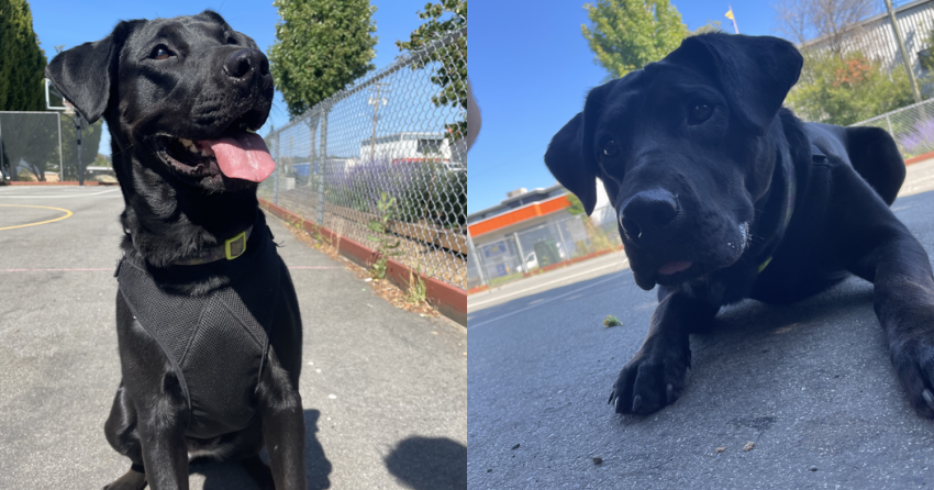 Furever Home Finder: Penny