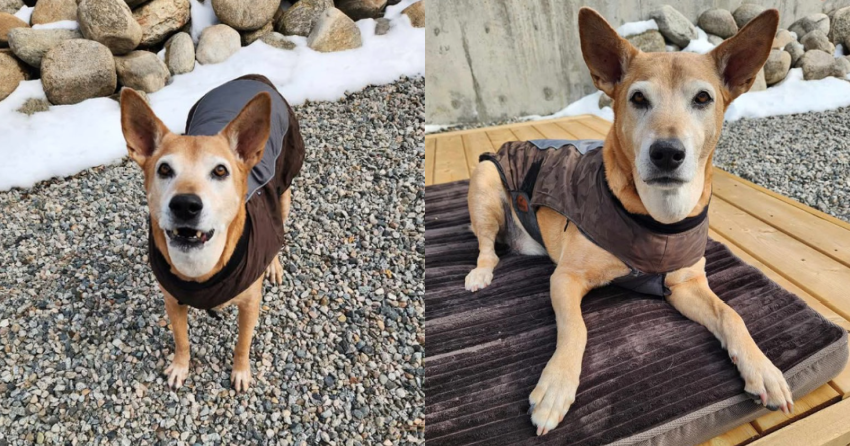 Furever Home Finder: Jesse 
