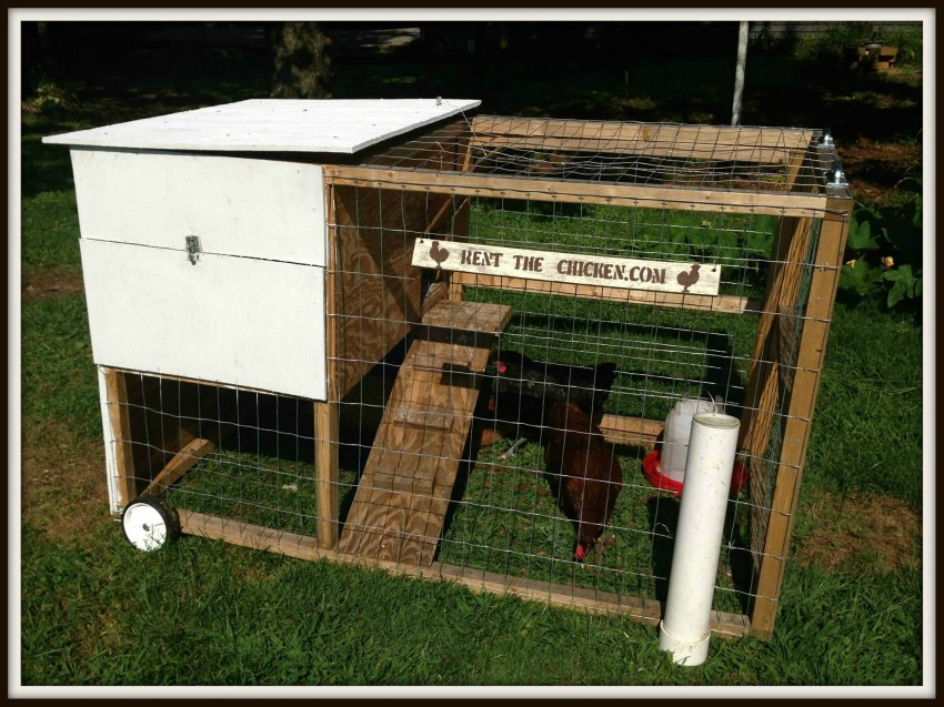 Backyard chicken rental company expands to the Okanagan