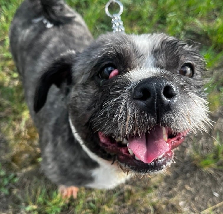 ‘More common than you’d realize’: BC SPCA caring for dog in poor health ...