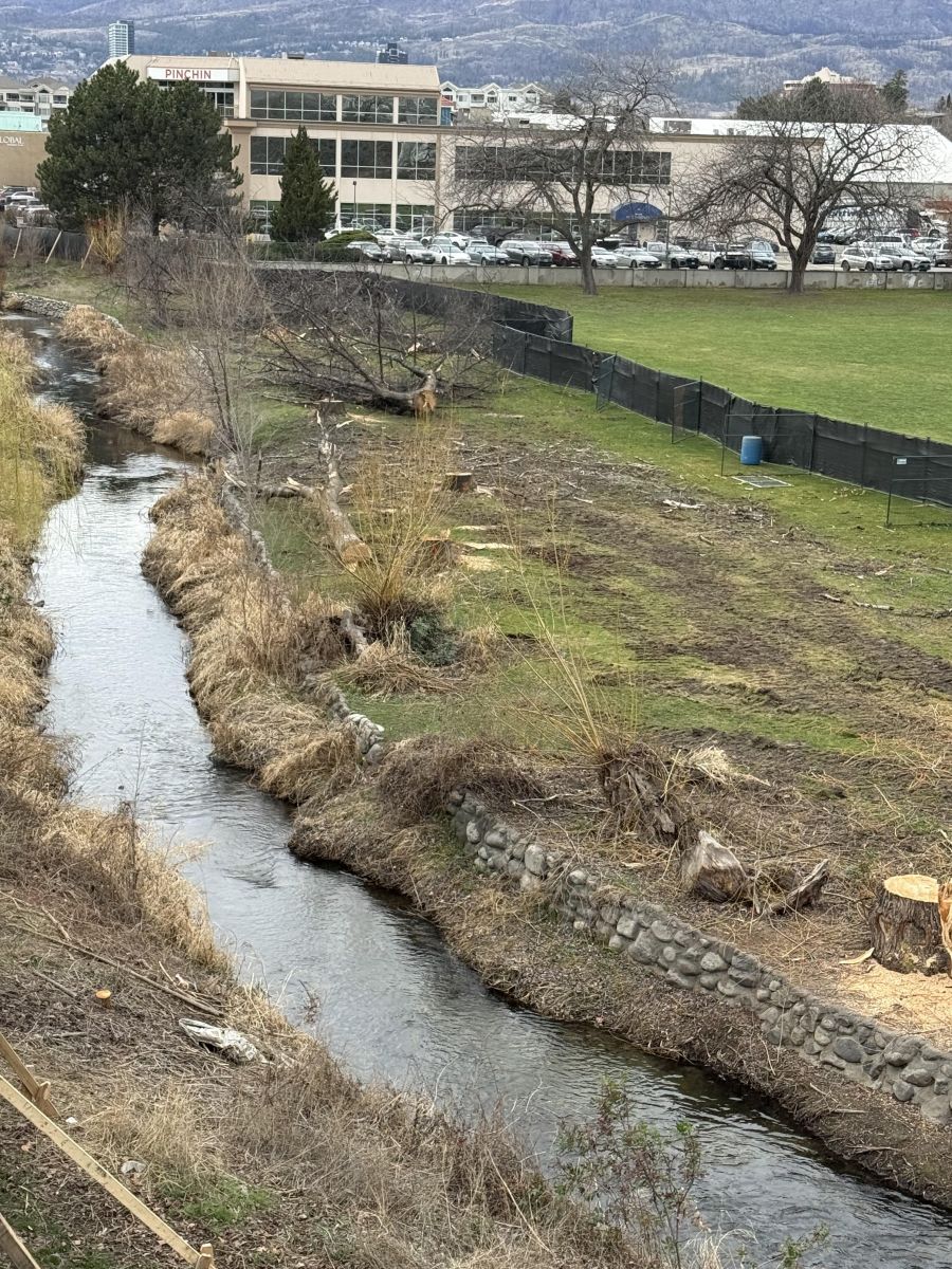 Clear-cut of trees along Mill Creek was necessary, says city