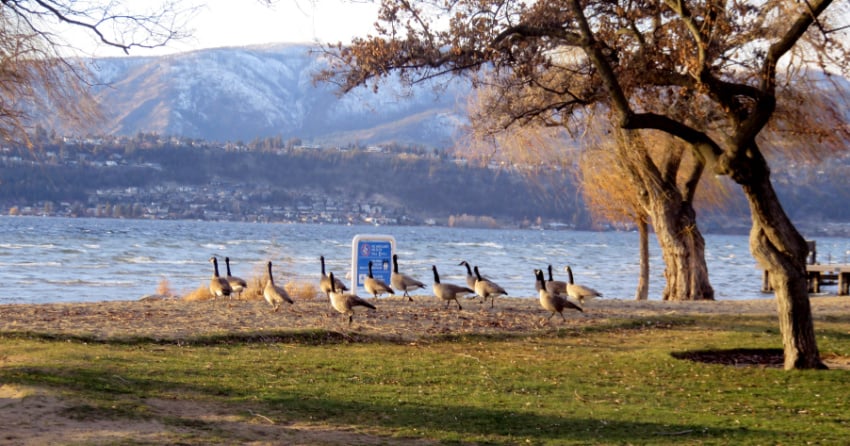 Kelowna weather: Wet, windy and cloudy, with high of 8ºC
