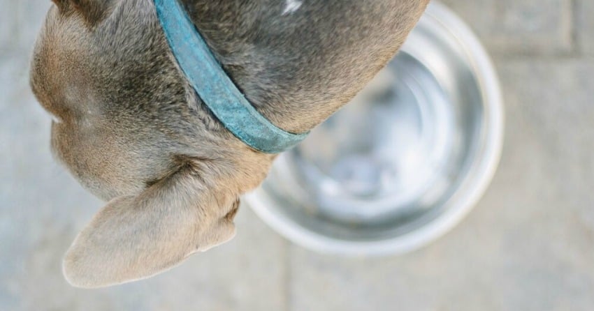 What’s hiding in your dog’s bowl
