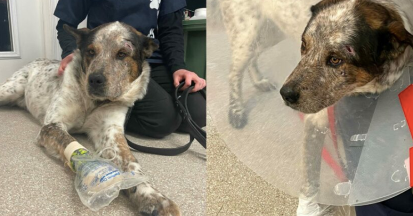 BC SPCA caring for dog found severely injured, abandoned in northern BC