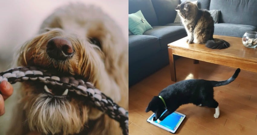 Indoor enrichment for pets in the winter