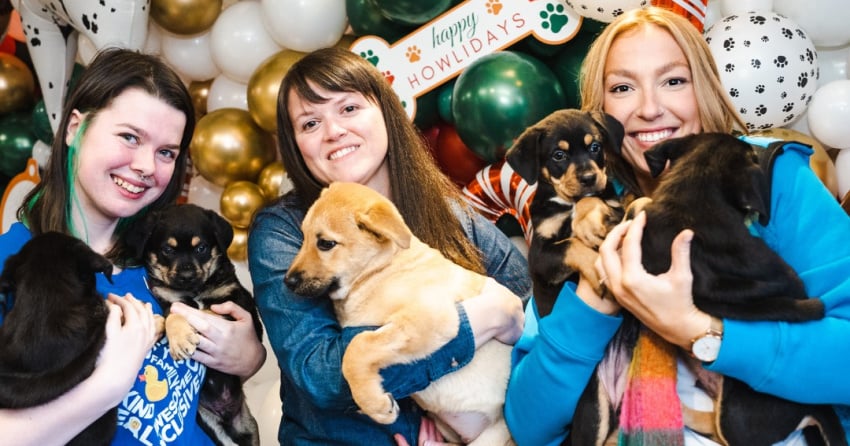 ‘Howliday’ playdates give people the chance to cuddle puppies in Victoria