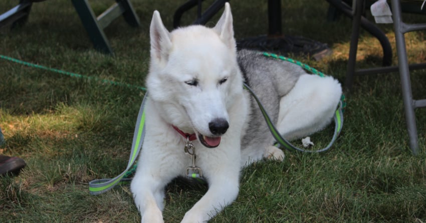 BC SPCA offers tips, tricks to keep animals safe during the hot weather