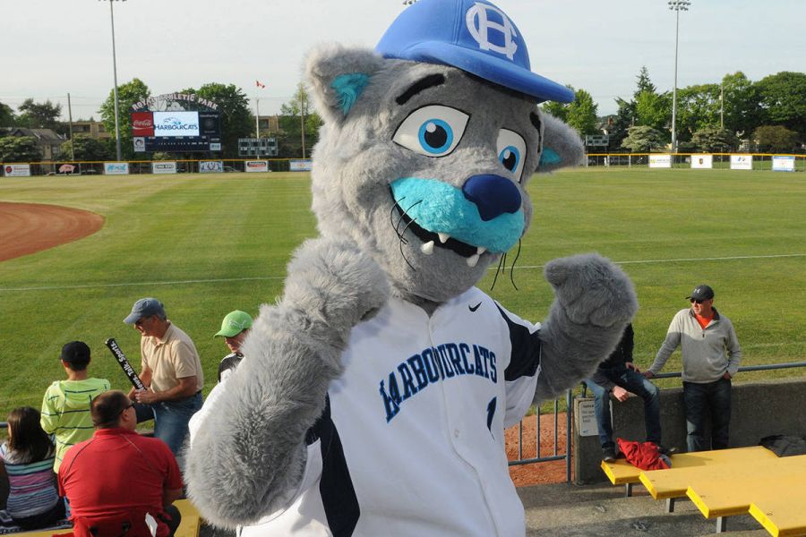 <who>Photo credit: Victoria HarbourCats</who>