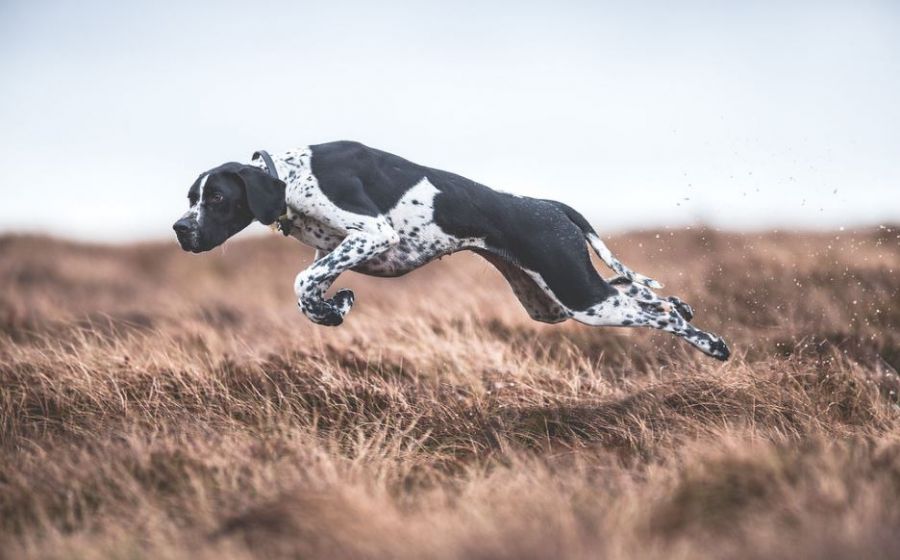 <who>Photo Credit: Kennel Club</who>Sarah Caldecott