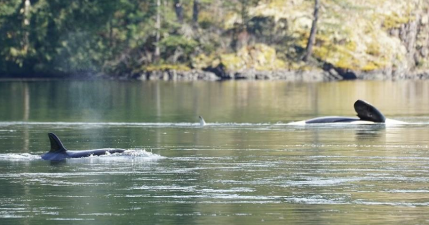 Stranded orca was pregnant, while efforts to save her other calf turns ...
