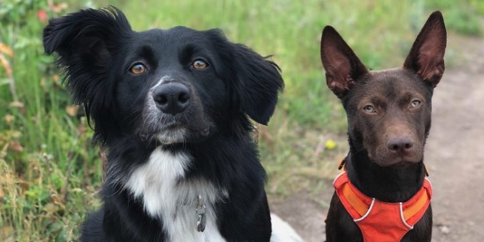 PHOTOS: Woof Wednesday Vol.22