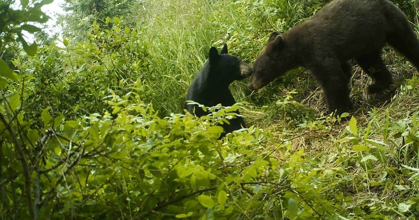 </who>Photo Credit: Northern Bear Awareness Society</who>