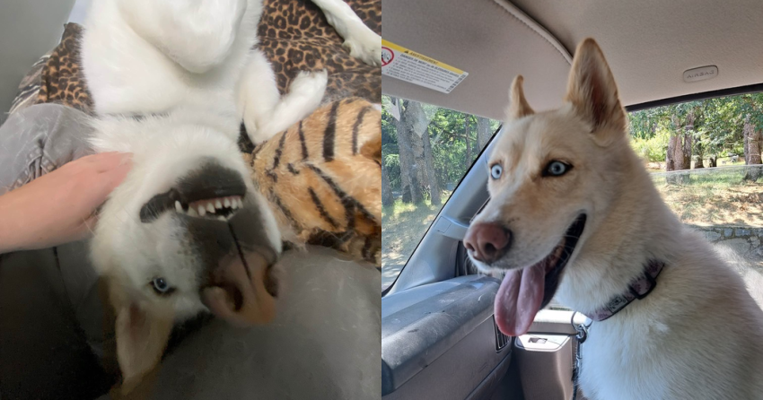 Furever Home Finder: Winter