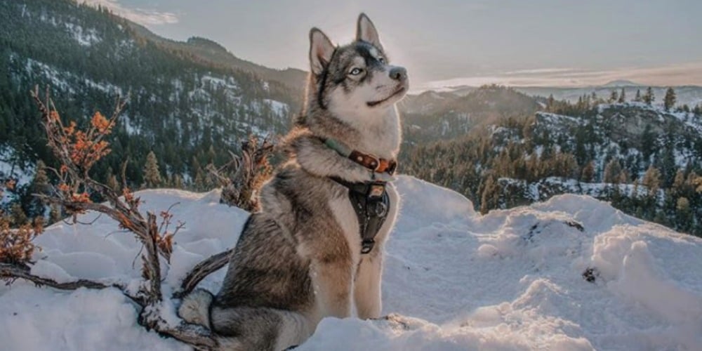 PHOTOS: Woof Wednesday Vol.10