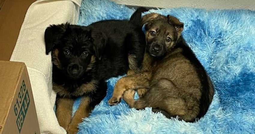 BC SPCA caring for 2 puppies found abandoned in box at park