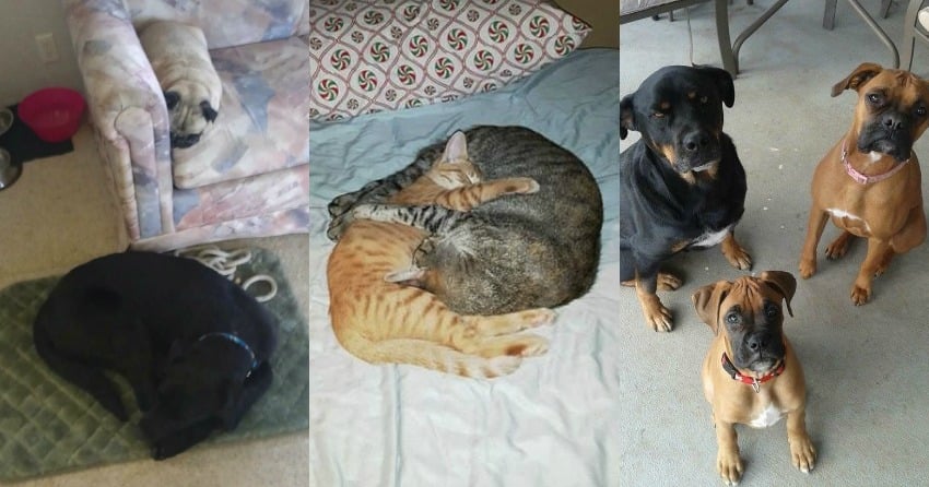 <who>Photo Credit: GoFundMe</who>The pets who were lost in Sunday's fire.