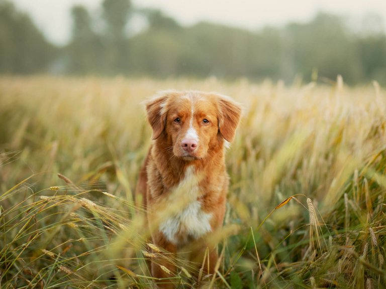 </who>Keep your dog away from potentially dangerous spear grass.