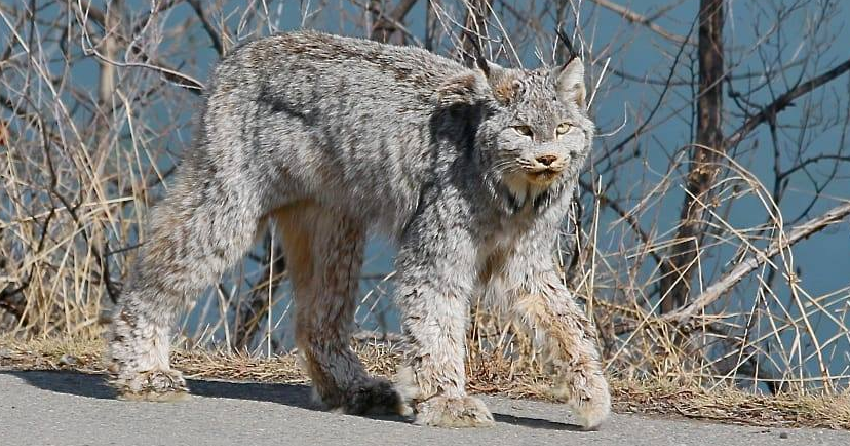 Kamloops woman captures breathtaking photos of lynx walking down city street