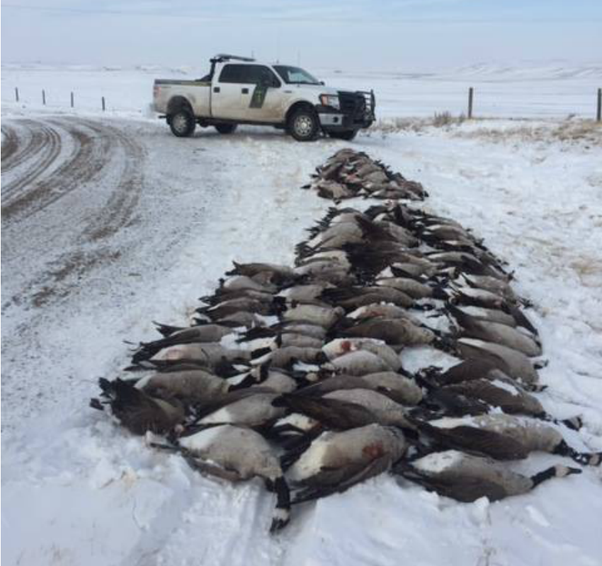 <who>Photo Credit: Lethbridge Fish and Wildlife Enforcement</who>