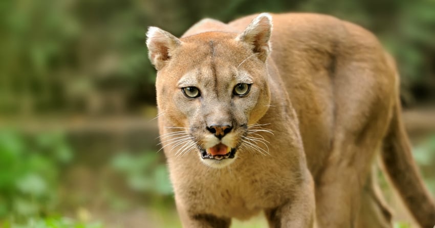 <who> Photo credit: 123RF </who> A file image showing a cougar.