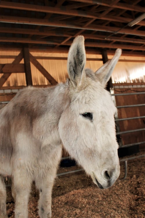 Donkey refuge in the Shuswap preparing for big expansion