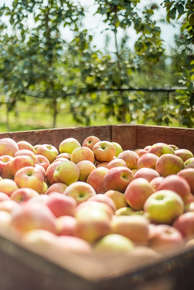 Where you can get locally grown fruit in the Okanagan