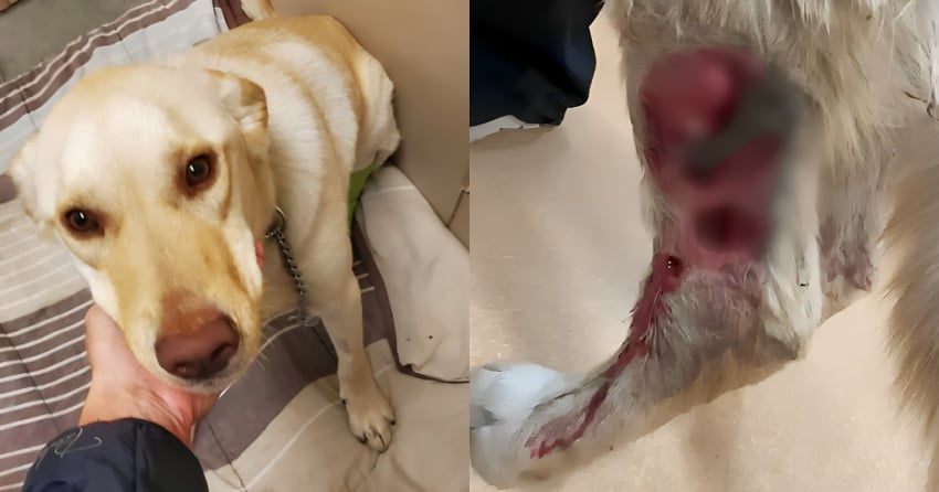 Owner surrenders dog with ‘horrible leg injury’ to BC SPCA