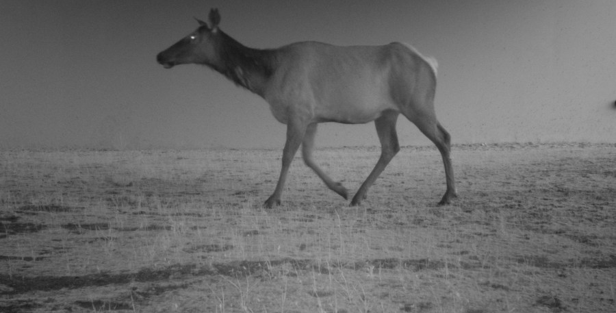 Beyond the fence: How science helps animals avoid motorists along a ...