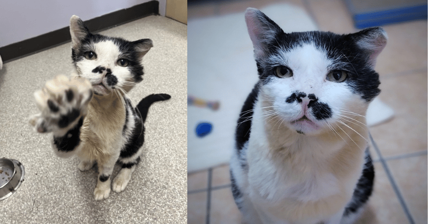 Furever Home Finder: Bob