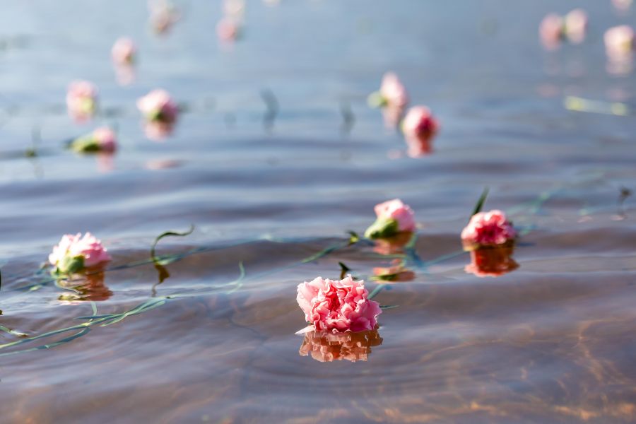 <who>Photo Credit: NowMedia/Gord Goble</who> Carnations float on the water after ceremonyeremony